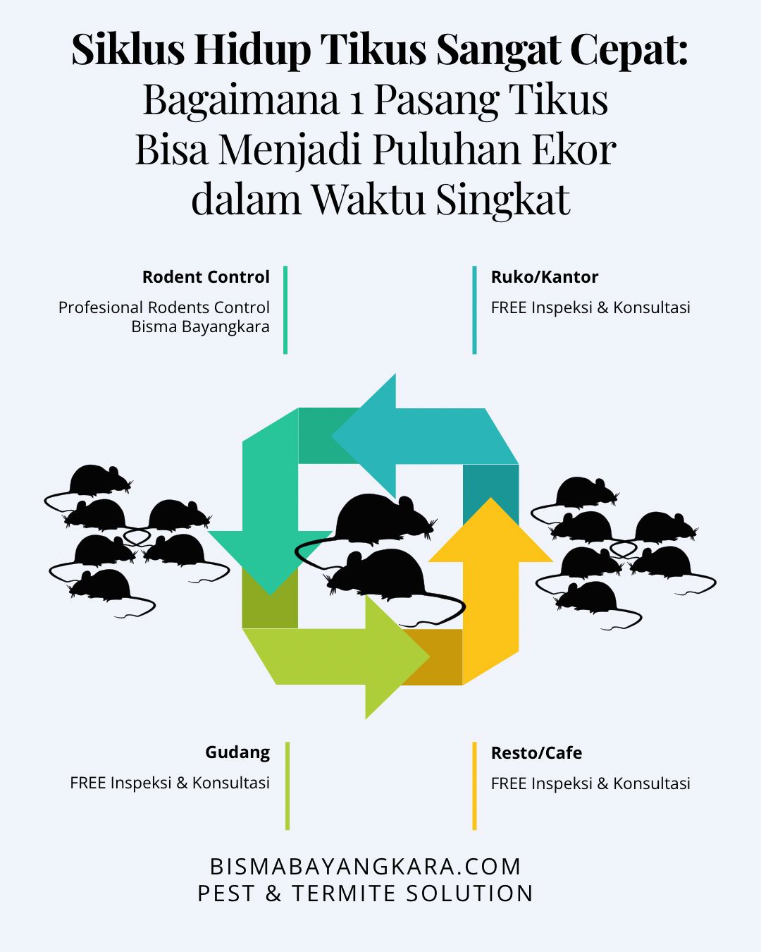 Siklus Hidup Tikus Sangat Cepat: Bagaimana 1 Pasang Tikus Bisa Menjadi Puluhan Ekor dalam Waktu Singkat - Jasa Pest Control Surabaya