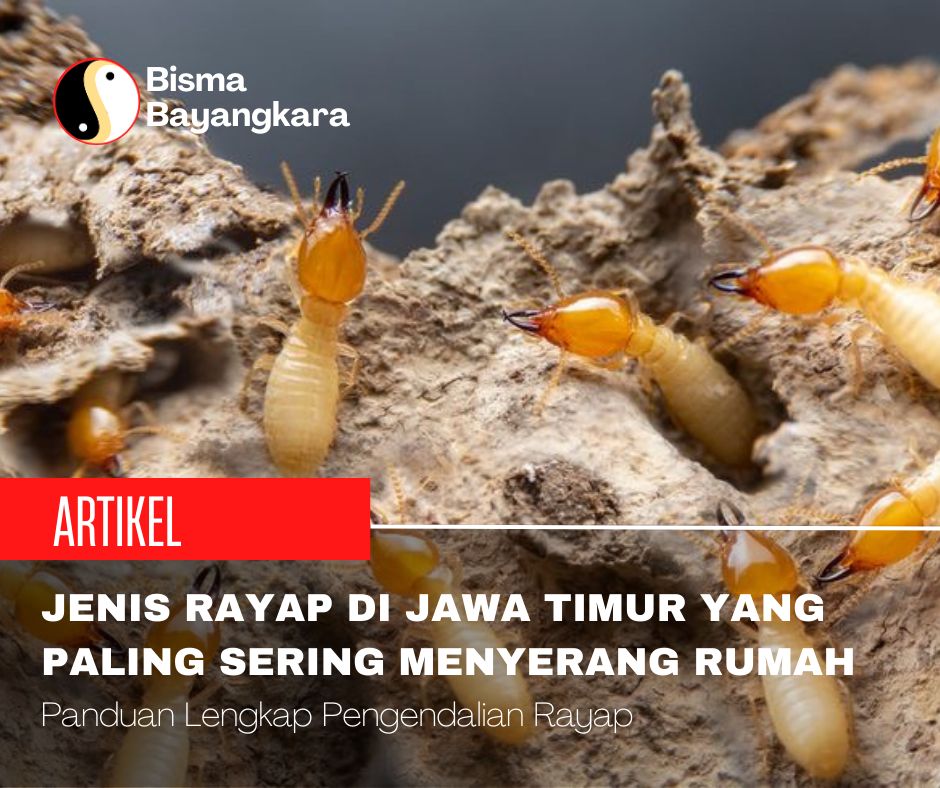 Jenis Rayap di Jawa Timur yang Paling Sering Menyerang Rumah (Panduan Lengkap Pengendalian Rayap di Surabaya, Sidoarjo, Malang, Gresik & Mojokerto) - Jasa Pest Control Surabaya
